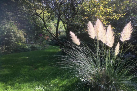 Bright photo of ornamental grass and trees in lush sunlight at Holiday park «Jägerwiesen 1» in Germany.