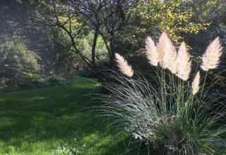 Bright photo of ornamental grass and trees in lush sunlight at Holiday park «Jägerwiesen 1» in Germany.