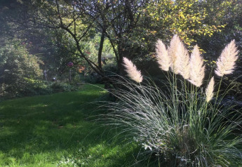 Bright photo of ornamental grass and trees in lush sunlight at Holiday park «Jägerwiesen 1» in Germany.