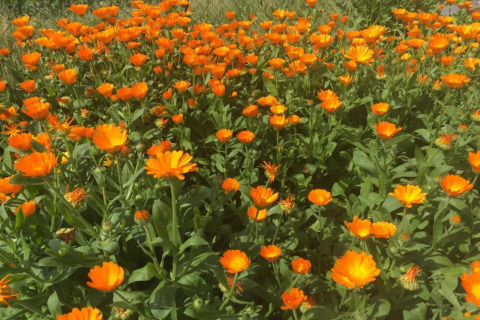 Un campo di fiori arancioni in piena fioritura al Holiday park «Jägerwiesen 1» in Germania, sotto il sole.