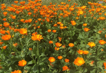 A field of bright orange flowers in full bloom at Holiday park «Jägerwiesen 1» in Germany, bathed in sunlight.
