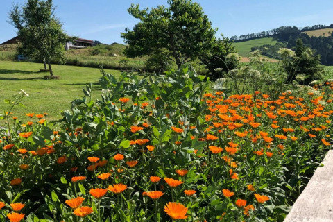 Campo de flores naranjas en verano en Holiday park «Jägerwiesen 1» en Alemania, con colinas verdes.