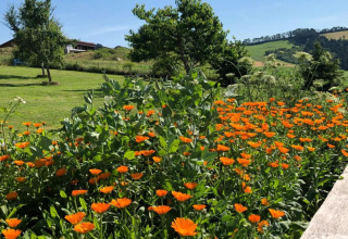 Summer view of an orange flower field at Holiday park «Jägerwiesen 1» in Germany with green hills.
