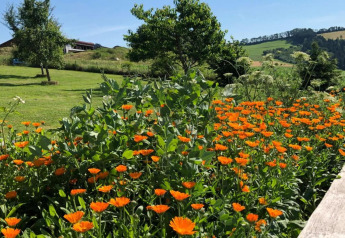 Summer view of an orange flower field at Holiday park «Jägerwiesen 1» in Germany with green hills.