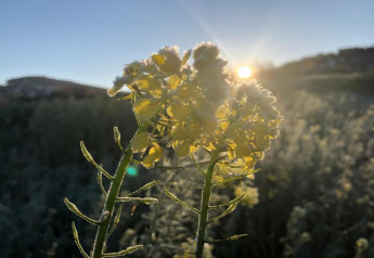 Yellow flower backlit by sunlight at sunrise at Holiday park “Jägerwiesen 1” in Germany, nature scene.