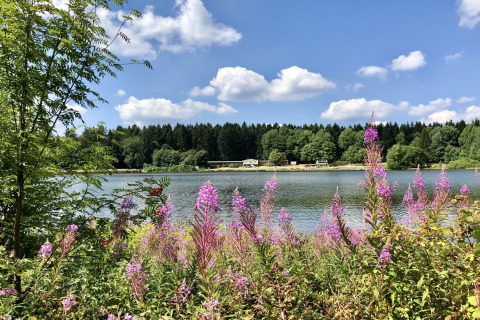 View of a lake with wildflowers in the foreground and forest in the background under a partly cloudy sky.