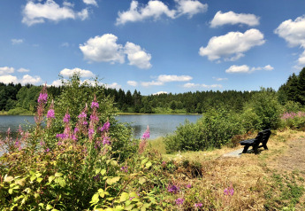 Vista sul lago con fiori selvatici, foresta e panchina sotto il cielo azzurro presso Type A Nurdachhaus, Germania.