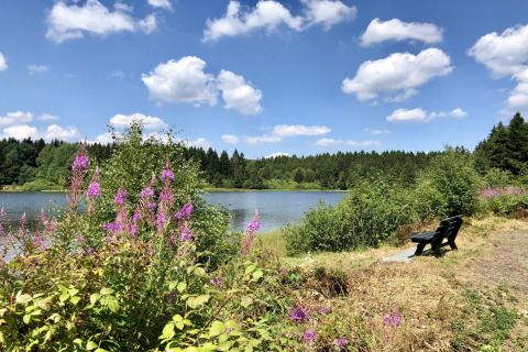 Zicht op meer, wilde bloemen, bos en bankje onder blauwe lucht bij Type A Nurdachhaus, Duitsland.