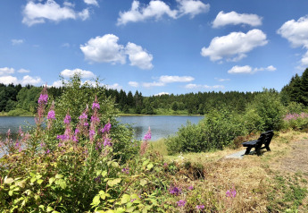 Vista sul lago con fiori selvatici, foresta e panchina sotto il cielo azzurro presso Type A Nurdachhaus, Germania.
