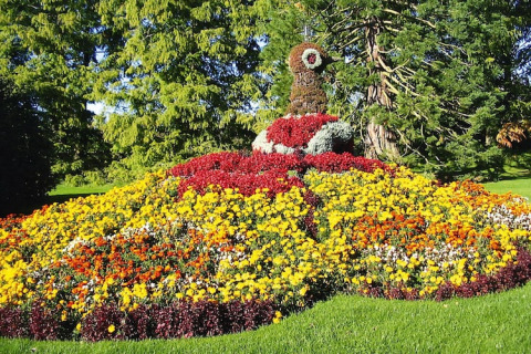 Colorful flower arrangement shaped like a peacock in a garden at Holiday village Öfingen, Germany.