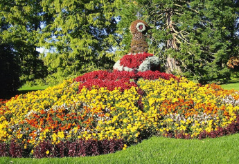 Colorful flower arrangement shaped like a peacock in a garden at Holiday village Öfingen, Germany.