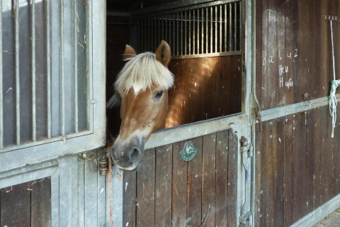 A horse with a light mane peeks out from a wooden stable stall at Type C House 363 364 361 362 in Germany.