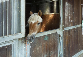Een paard met lichte manen kijkt uit een houten stal bij Type C House 363 364 361 362 in Duitsland.