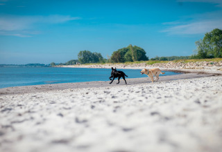 Two dogs running and playing on a sandy beach near a lodge, with blue sky and sea in the background.