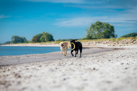 Twee vrolijke honden rennen en spelen op het strand bij Ostseeresort Dampland-Terrace house HiPr in Duitsland.