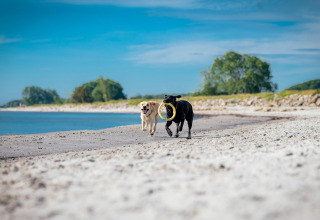 To glade hunde leger ved stranden ved Ostseeresort Dampland-Terrace house HiPr i Tyskland på en solrig dag.