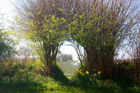 White gate framed by leafy trees and yellow flowers at Holiday home «Damp 90 sqm 5 Persons» in Germany, sunny.