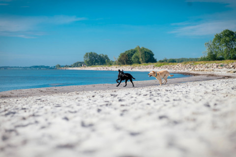 Twee honden spelen op het strand bij Nurdachhaus Regular rate 85 sqm in Duitsland, met zee op de achtergrond.