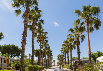 Avenida bordeada de palmeras en un alojamiento glamping, con cielo azul y cabañas rodeadas de plantas.