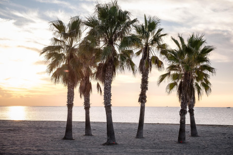 Palmeras en la playa al atardecer, fotografía tomada desde un alojamiento glamping con el mar de fondo.