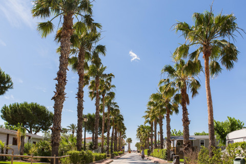 Palmer langs en solrig vej ved CAMPING ESTIVAL VENDRELL PLATJA TENT GRAND SAFARI GLAMPING i Spanien.