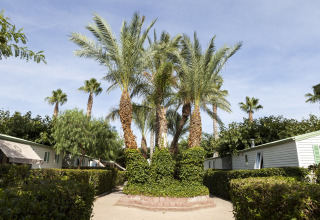 Palmer midt i en campingplads ved mobilhjemmet Camping Cambrils Playa BUNGALOW OHARA i Spanien.