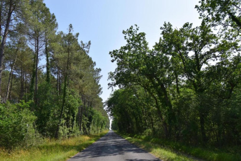 A long road through a forest with tall green trees at Ecolodge «en Sequoia» in France on a sunny day.