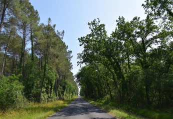 Straße durch einen Wald mit grünen Bäumen bei Ecolodge «en Sequoia» in Frankreich, unter blauem Himmel.