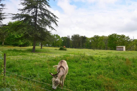 A donkey grazes on green grass near Ecolodge «en Sequoia» in France, surrounded by trees and a small shed.
