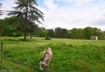 Ein Esel grast auf einer grünen Wiese bei der Ecolodge «en Sequoia» in Frankreich, mit Bäumen und Hütte.