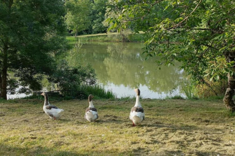 Three geese walking on grass near a lake at Ecolodge «en Sequoia» in France, surrounded by lush greenery.