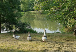 Three geese walking on grass near a lake at Ecolodge «en Sequoia» in France, surrounded by lush greenery.