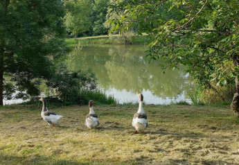 Drei Gänse spazieren auf einer Wiese am See bei Ecolodge «en Sequoia» in Frankreich, umgeben von Bäumen.