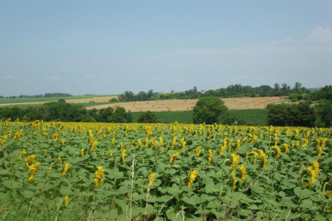 Sunflower field view from Ecolodge «en Sequoia» in France, with green fields and a blue sky.