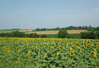 Sunflower field view from Ecolodge «en Sequoia» in France, with green fields and a blue sky.