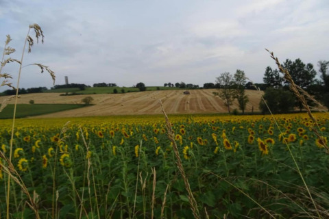 View of a sunflower field and harvested farmland from Ecolodge «en Sequoia» in France.