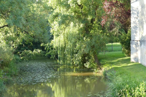 Sunny woodland with a river and lush trees near Ecolodge «en Sequoia» in France, serene natural landscape.