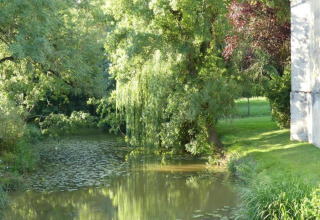 Sunny woodland with a river and lush trees near Ecolodge «en Sequoia» in France, serene natural landscape.