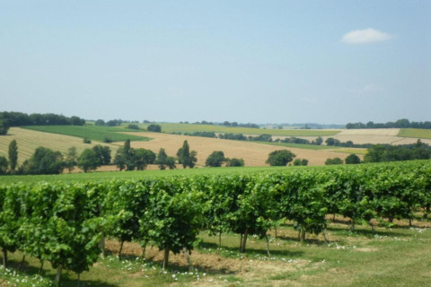 View of rolling fields and vineyards from Ecolodge «en Sequoia» in France, under a clear blue sky.