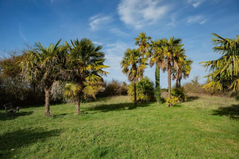 Green meadow with palm trees beneath a blue sky at Ecolodge «en Sequoia» in France.