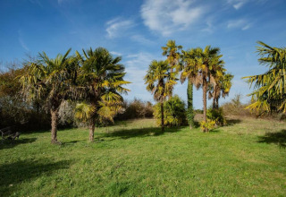 Green meadow with palm trees beneath a blue sky at Ecolodge «en Sequoia» in France.