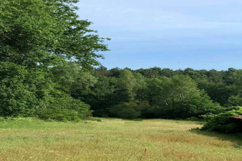Scenic view of a grassy clearing with lush trees at Ecolodge 'en Sequoia' in France under a clear blue sky.