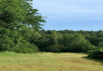 Udsigt over en lysning omgivet af grønne træer ved Ecolodge 'en Sequoia' i Frankrig, blå himmel ses ovenfor.