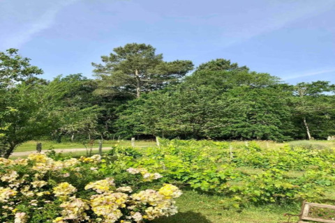 Landscape from Ecolodge «en Sequoia» in France, showing green trees, flowers, and a clear sky.