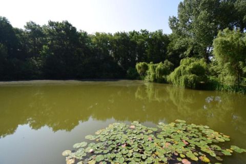 Peaceful pond with lily pads, surrounded by lush trees at Ecolodge «en Sequoia» in France