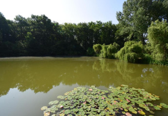 Ruhiger Teich mit Seerosen und üppigem Grün, aufgenommen bei Ecolodge «en Sequoia» in Frankreich