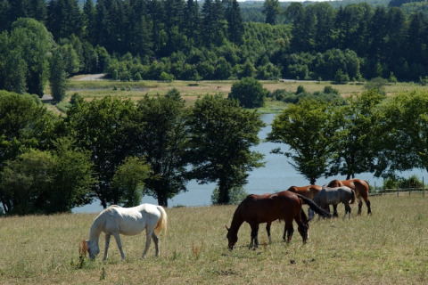 Paarden grazen op een weide bij een lodge, met een vijver, bomen en bosrijke heuvels op de achtergrond.