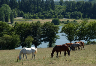 Paarden grazen op een weide bij een lodge, met een vijver, bomen en bosrijke heuvels op de achtergrond.