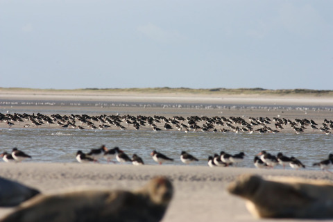Strandlandskab ved Maison de vacances - LE PONCHEL i Frankrig med flokke af fugle og sæler.