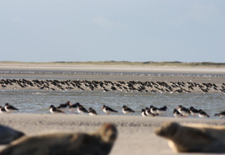 Strandlandskab ved Maison de vacances - LE PONCHEL i Frankrig med flokke af fugle og sæler.